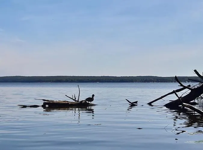 Kapluv Plau Am Daire